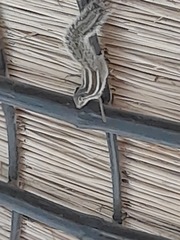 Funambulus pennantii