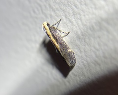 Aroga paraplutella