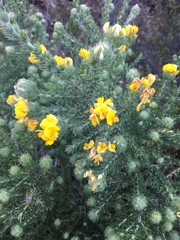 Aspalathus chenopoda