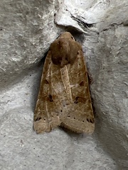 Agrochola lunosa