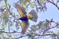 Ptilinopus magnificus