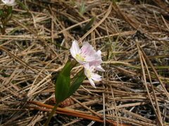 Claytonia lanceolata