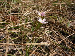 Claytonia lanceolata