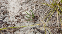 Phemeranthus rugospermus