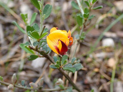 Pultenaea largiflorens