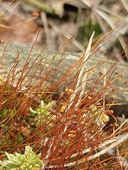Funaria hygrometrica