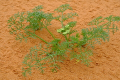Capnophyllum leiocarpon