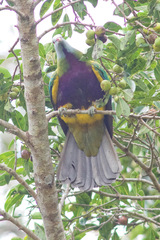 Ptilinopus magnificus