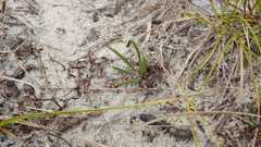 Phemeranthus rugospermus