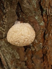 Fomitopsis pinicola