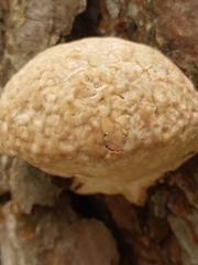 Fomitopsis pinicola