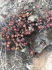 Crassula dependens