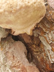 Fomitopsis pinicola