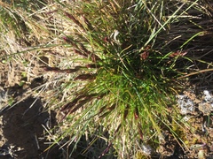 Festuca baffinensis