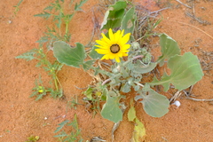 Arctotis chrysantha