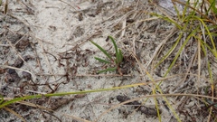 Phemeranthus rugospermus