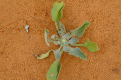 Arctotis chrysantha