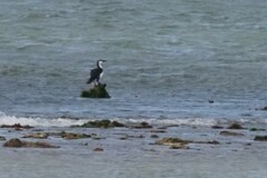 Phalacrocorax fuscescens