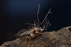Ophiocordyceps