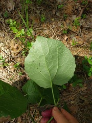 Populus tremula