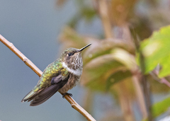 Selasphorus scintilla