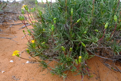 Senecio aloides