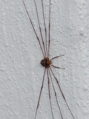 Dicranopalpus ramosus