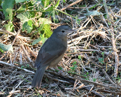 Colluricincla rufogaster