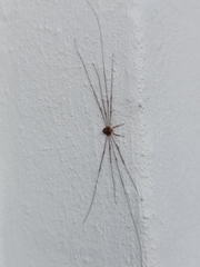 Dicranopalpus ramosus