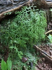 Selaginella repanda