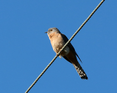 Cacomantis flabelliformis