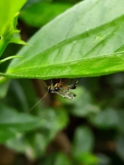 Echthromorpha agrestoria