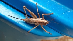 Alfredectes semiaeneus
