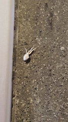 Uloborus