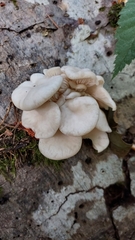 Pleurotus ostreatus