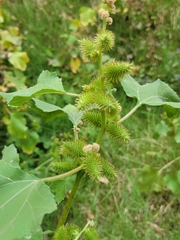 Xanthium strumarium