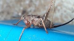 Alfredectes semiaeneus