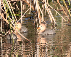 Anseranas semipalmata