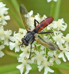 Cylindromyia brassicaria