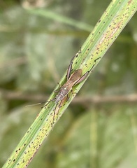 Mirperus jaculus