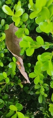Zelus longipes