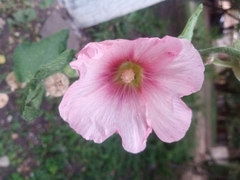 Alcea rosea