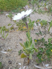 Dimorphotheca pluvialis