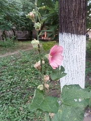 Alcea rosea