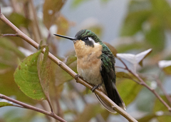 Lampornis castaneoventris