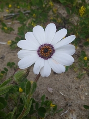Dimorphotheca pluvialis