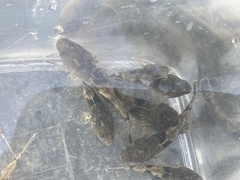 Odontobutis obscurus