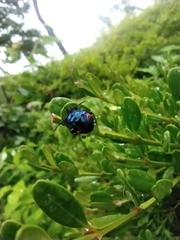 Poecilocoris splendidulus