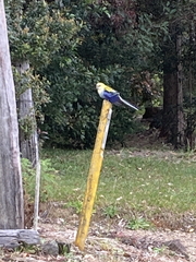 Platycercus adscitus