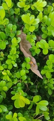 Zelus longipes
